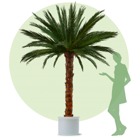 Areca Palme-L 3,0m Höhe
